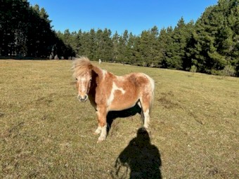 Miniature Mare