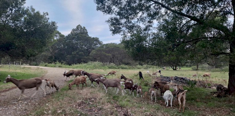 Gorgeous friendly pet and dairy goats