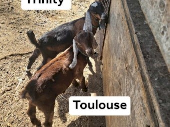 Gorgeous friendly pet and dairy goats