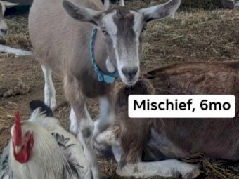 Gorgeous friendly pet and dairy goats