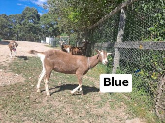 Gorgeous friendly pet and dairy goats
