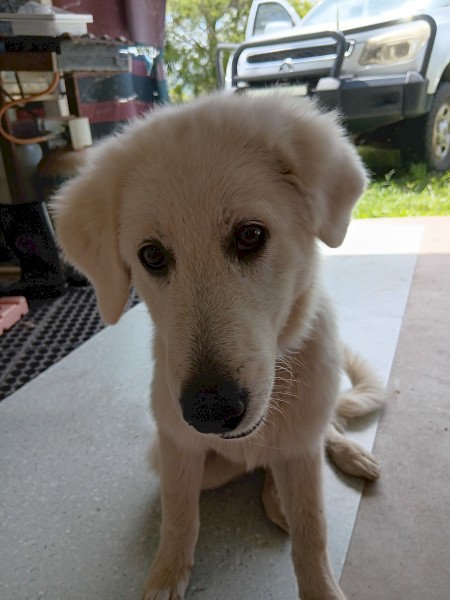 Maremma Puppies for sale 
