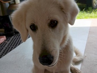 Maremma Puppies for sale 