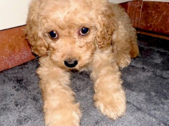 Cavoodle for sale 