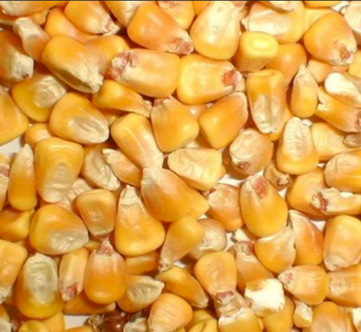 WANTED White/Yellow Maize or Corn