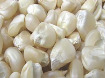 WANTED White/Yellow Maize or Corn