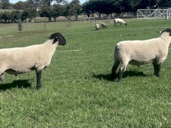 2x Suffolk rams