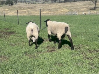 2x Suffolk rams