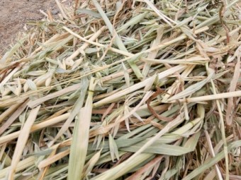 Heavy Oaten Round Bales 5x4 and 4x4