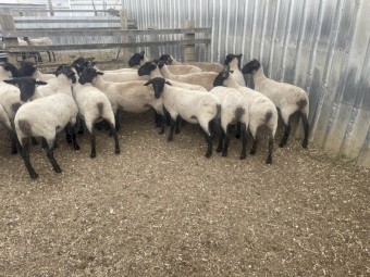 Suffolk ewe lambs