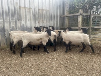 Suffolk ewe lambs