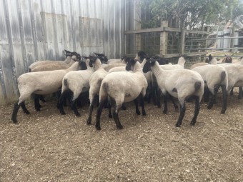 Suffolk ewe lambs