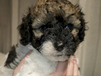 Maltese Shih Tzu/ Poodle 