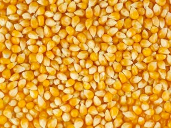 1756 gritting maize