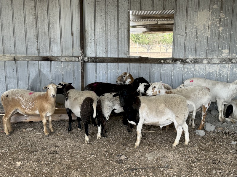 Dorper Wethers and Rams