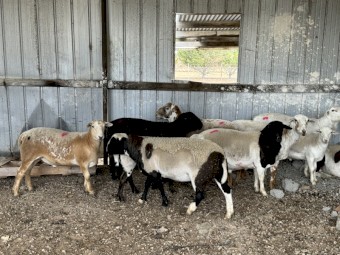 Dorper Wethers and Rams