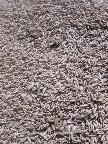 2024 milling grade oats