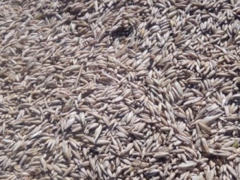 2024 milling grade oats