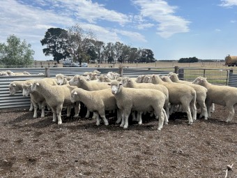 Poll Dorset Flock Rams 