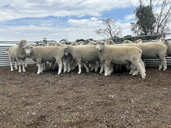 Poll Dorset Flock Rams 