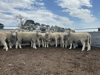 Poll Dorset Flock Rams 