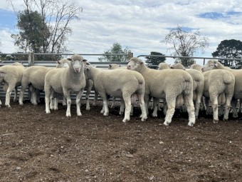 Poll Dorset Flock Rams 