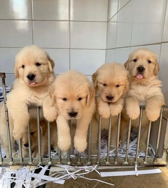 Purebred Golden Retrievers pups