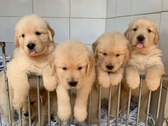 Purebred Golden Retrievers pups