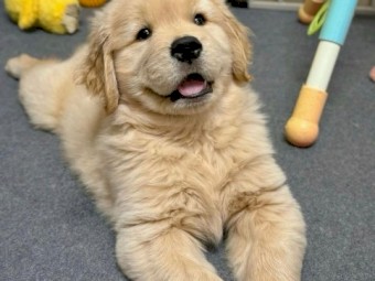 Purebred Golden Retrievers pups