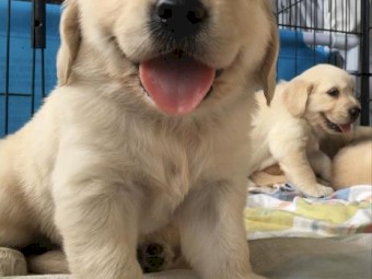 Purebred Golden Retrievers pups