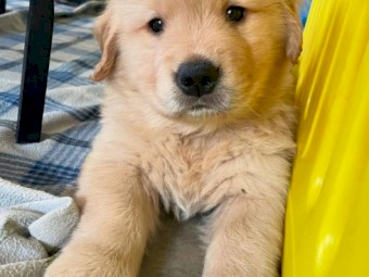 Purebred Golden Retrievers pups