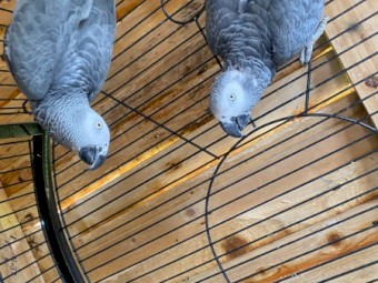  African Gray Congo parrots