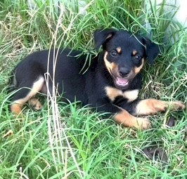 Pure Bred Kelpie Pups
