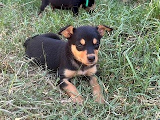 Pure Bred Kelpie Pups