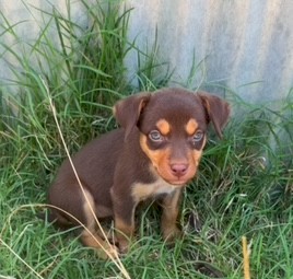 Pure Bred Kelpie Pups