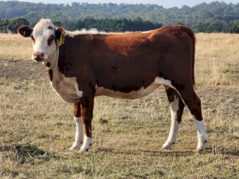 POLL HEREFORD HEIFERS
