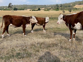 POLL HEREFORD HEIFERS