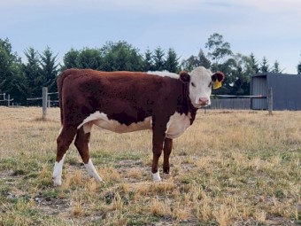 POLL HEREFORD HEIFERS
