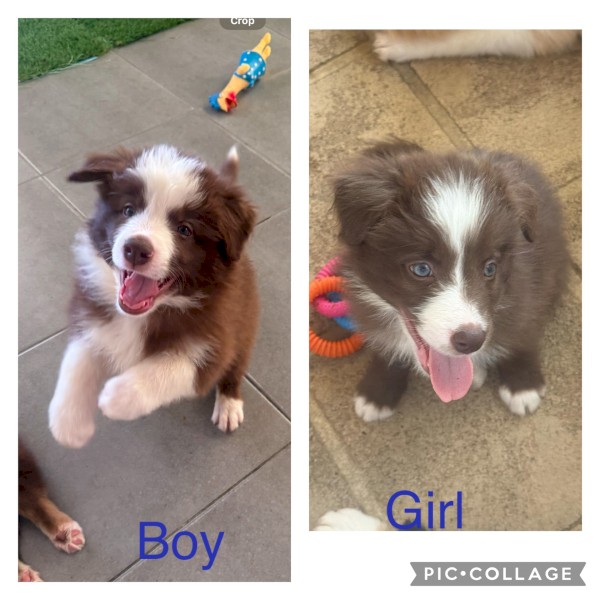 Pure Bred Border Collies Puppies