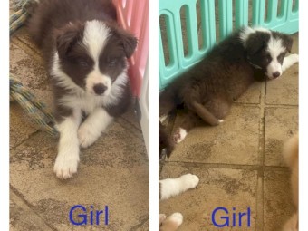 Pure Bred Border Collies Puppies