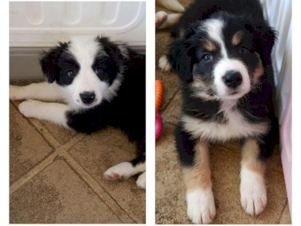 Pure Bred Border Collies Puppies