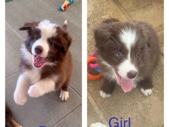 Pure Bred Border Collies Puppies
