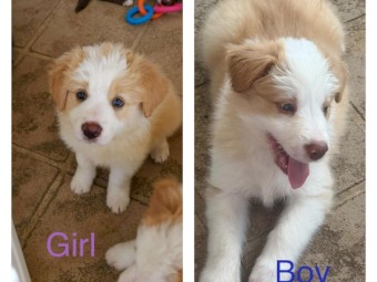 Pure Bred Border Collies Puppies
