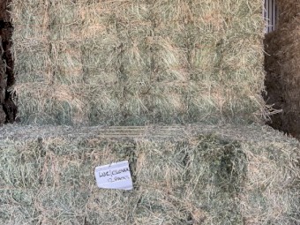 Lucerne and clover mix