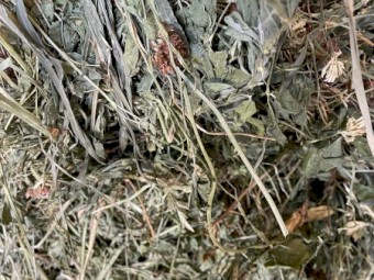 Lucerne and clover mix