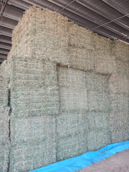 Lucerne Hay Large and Small Squares