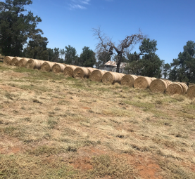 Lucerne Round Bales