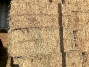  x Rye Grass Hay 300-350kg 8x3x3 Bales