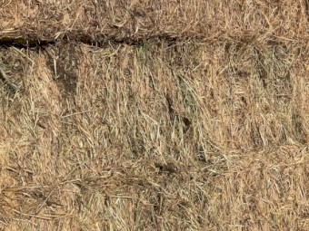  x Rye Grass Hay 300-350kg 8x3x3 Bales