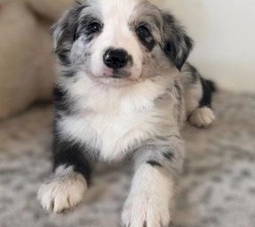Lovin pure bred Border Collie pups